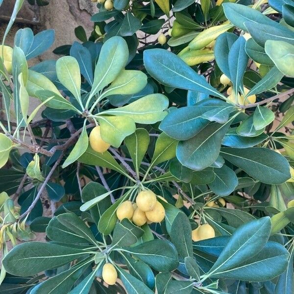 Pittosporum tobira برگ