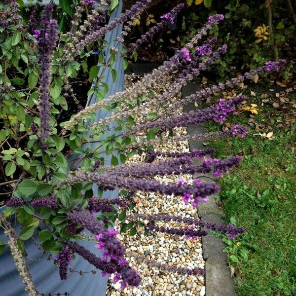 Ocimum basilicum Habit