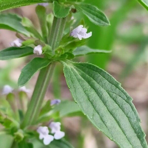 Dracocephalum thymiflorum Flower