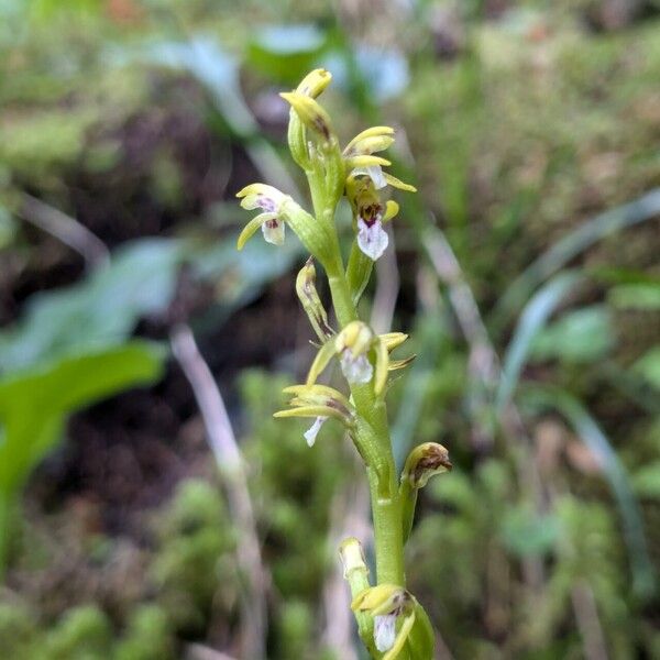 Corallorhiza trifida ᱵᱟᱦᱟ