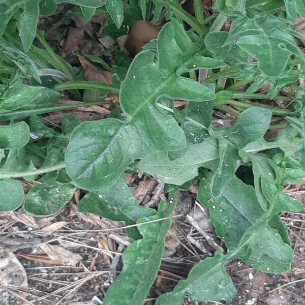 Urospermum dalechampii Leaf