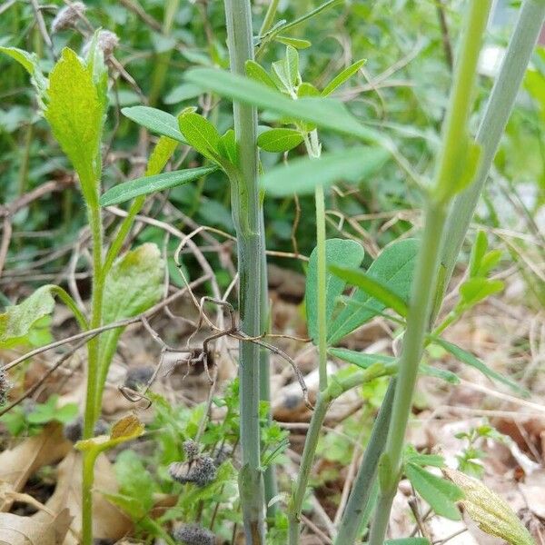 Baptisia tinctoria Kaarna