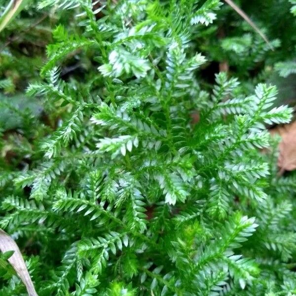 Selaginella kraussiana 葉