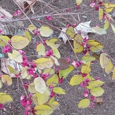 Symphoricarpos orbiculatus Habitus