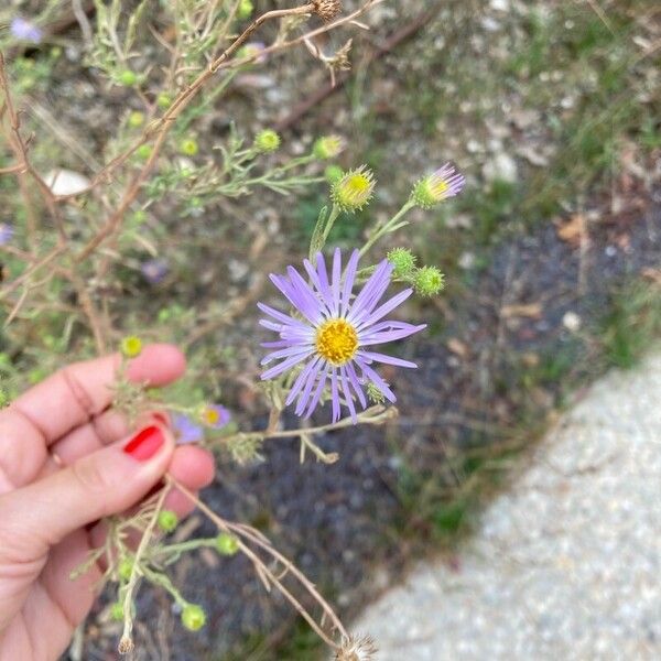 Dieteria canescens Flower