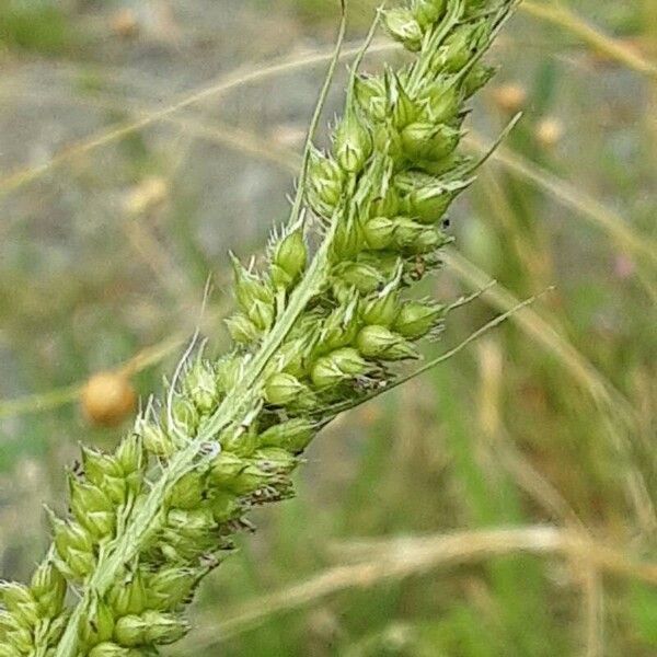 Setaria verticillata Плод