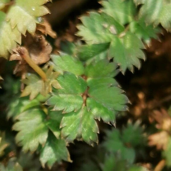 Acaena microphylla Leaf