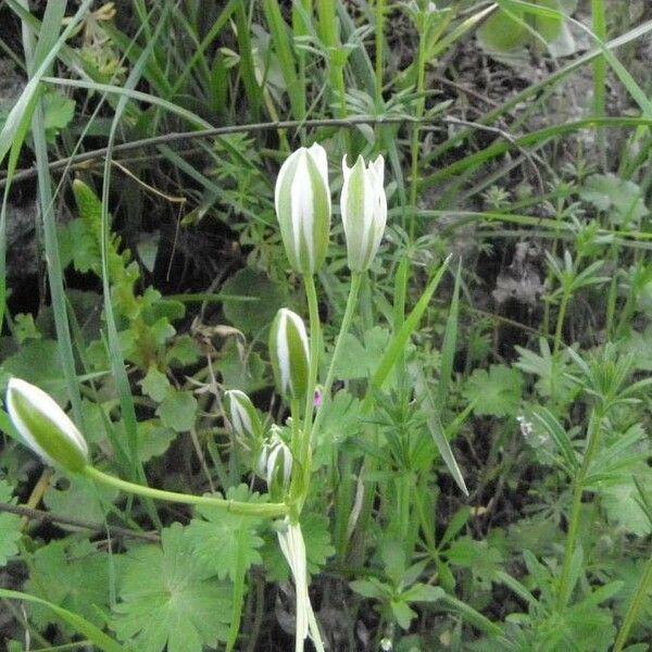 Ornithogalum umbellatum Virág