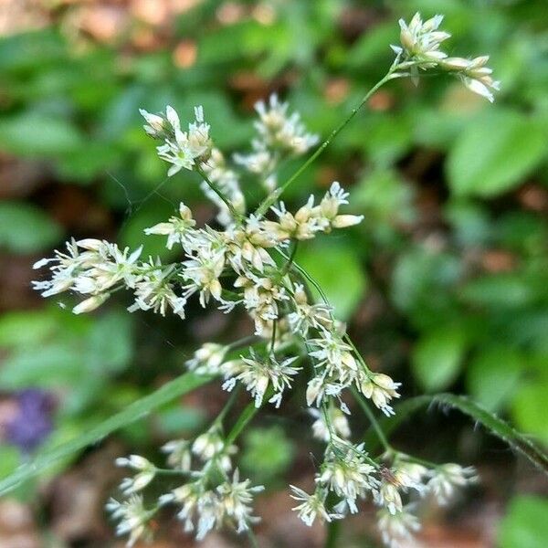 Luzula luzuloides Flor