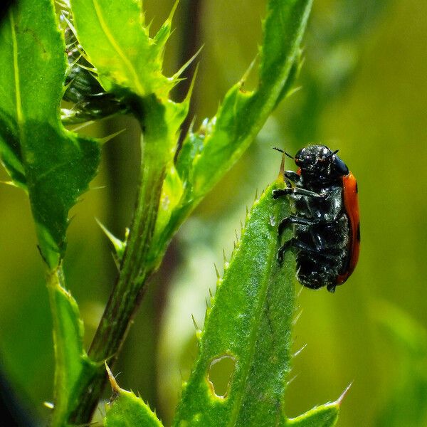 Cirsium arvense Листок