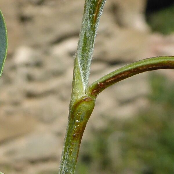 Anagyris foetida Rusca