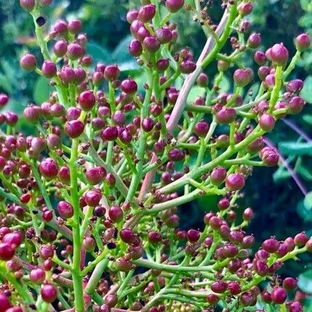 Pistacia terebinthus Flower