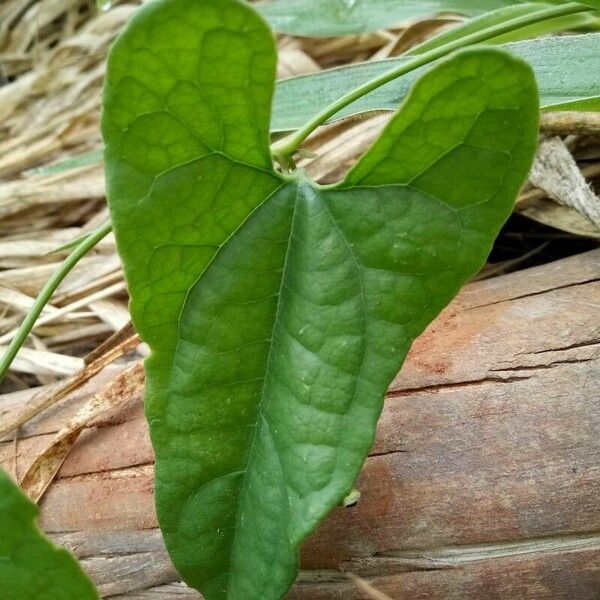 Aristolochia pilosa Blad