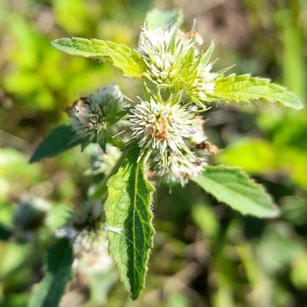 Hyptis brevipes Flower