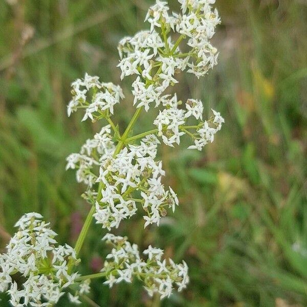 Galium album Flors