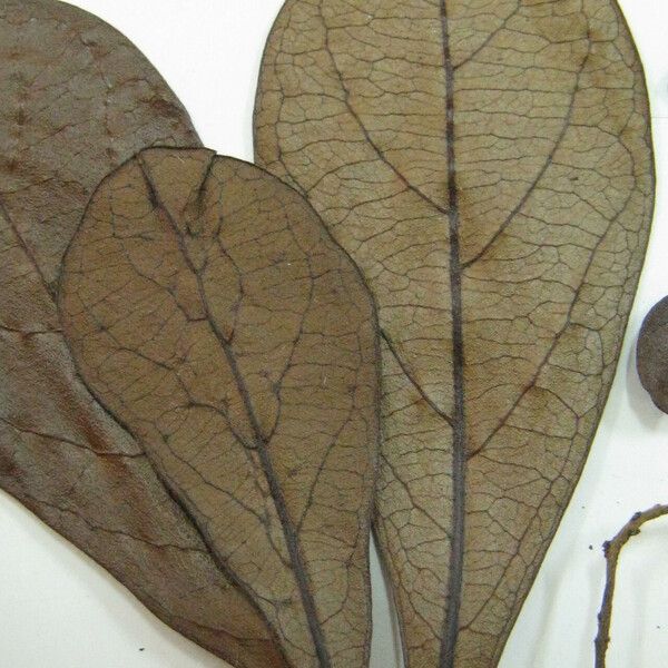 Terminalia amazonia Altres