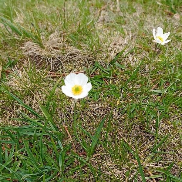 Ranunculus pyrenaeus Blomma