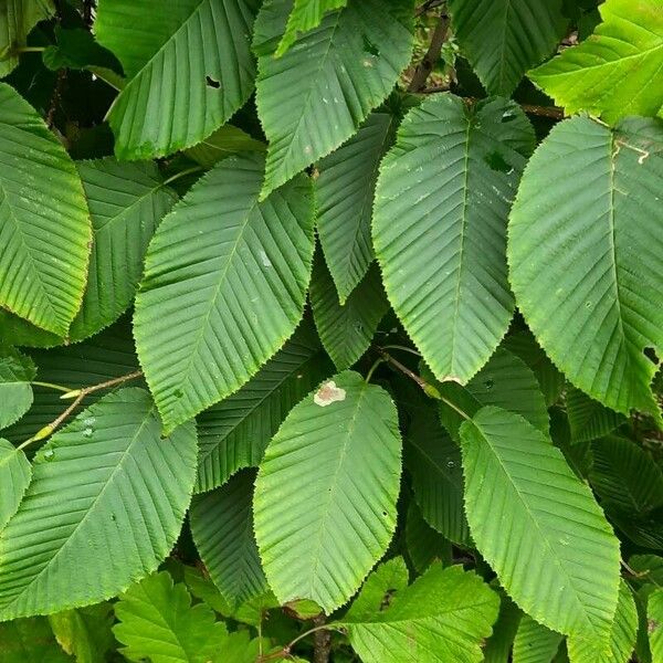 Betula grossa Leaf