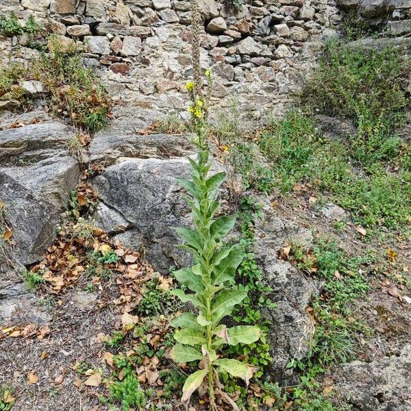 Verbascum densiflorum List