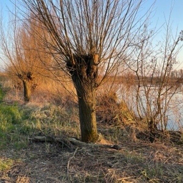 Salix alba Lubje