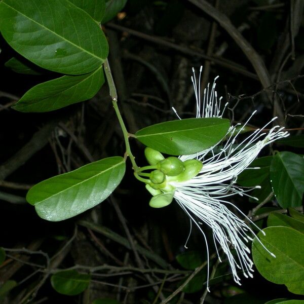 Morisonia flexuosa ফুল