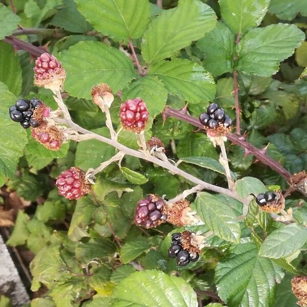 Rubus ulmifolius Hedelmä