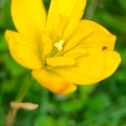 Zephyranthes citrina 花