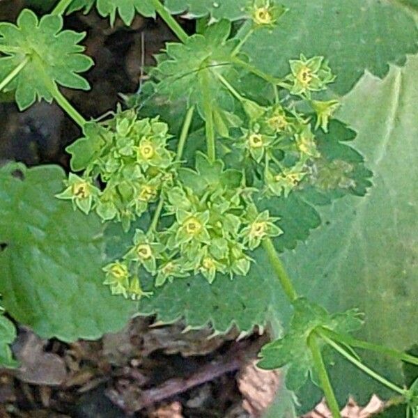 Alchemilla xanthochlora പുഷ്പം