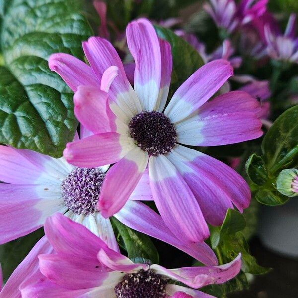 Pericallis lanata Blüte