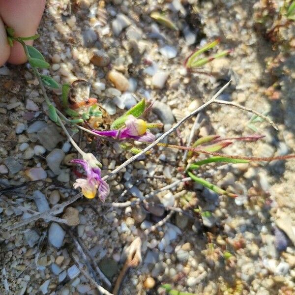 Linaria pedunculata പുഷ്പം