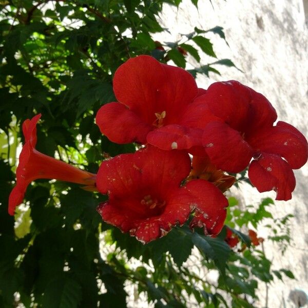 Campsis radicans Çiçek