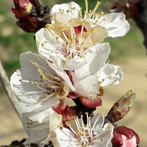 Prunus armeniaca फूल
