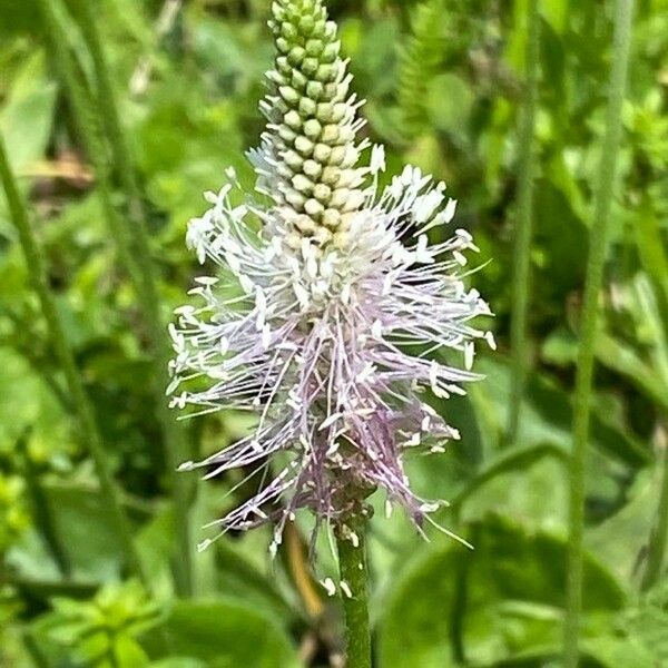 Plantago media Blodyn