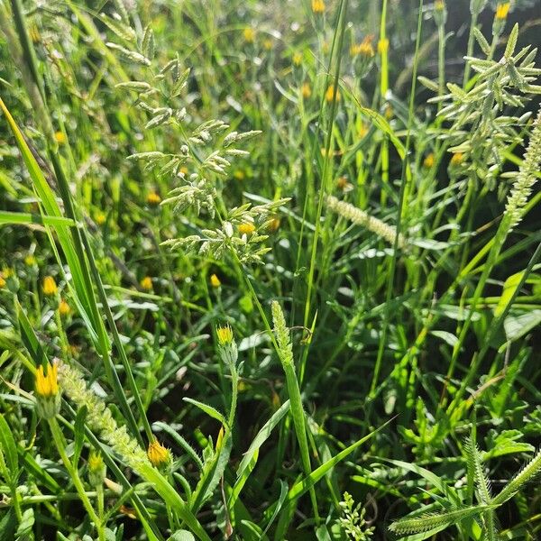 Eragrostis cilianensis Flower