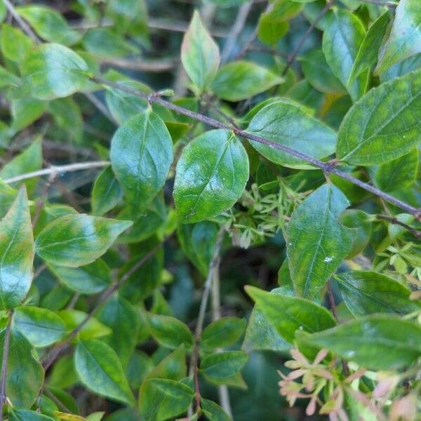 Abelia chinensis 葉