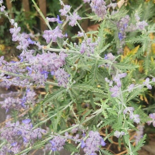 Salvia abrotanoides Flower