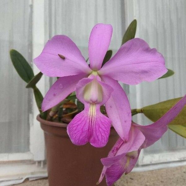 Guarianthe skinneri Flower