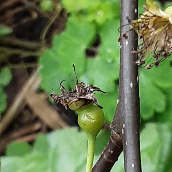 Pyrus calleryana Fruit