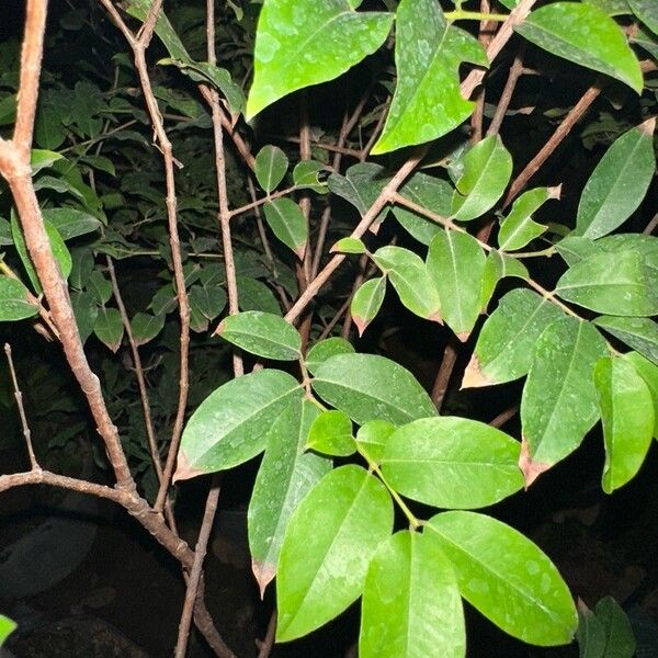 Synsepalum dulcificum Leaf