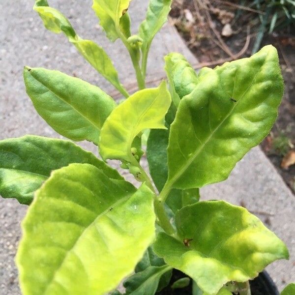 Gynura procumbens Leaf