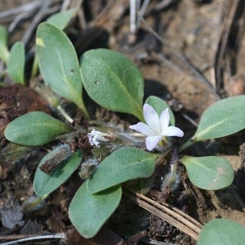 Hesperochiron californicus (California hesperochiron)