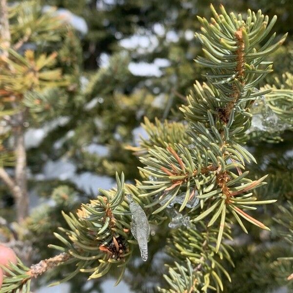 Picea glauca List