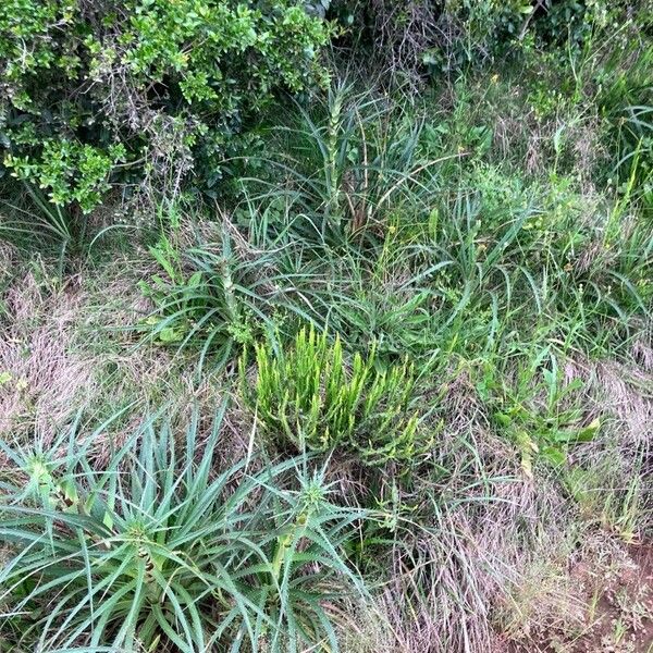 Eryngium horridum Blad