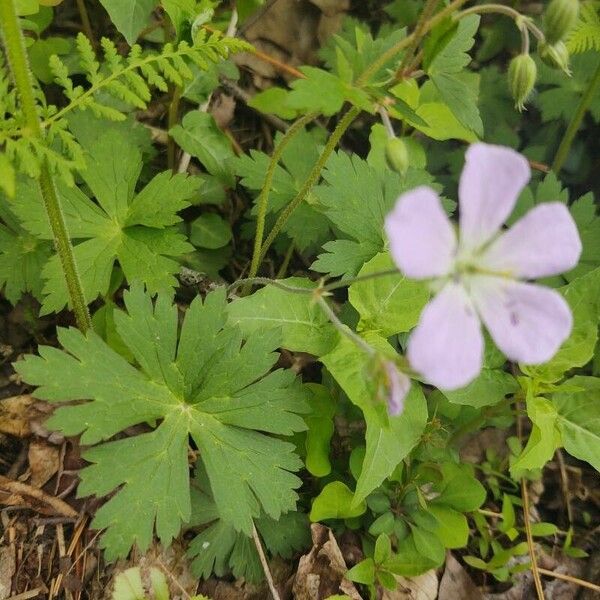 Geranium maculatum Foglia