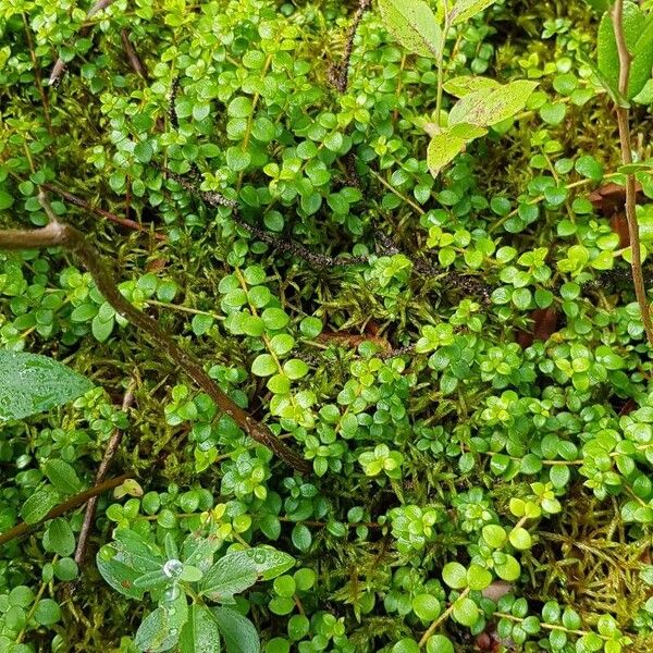 Gaultheria hispidula Habit