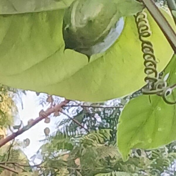 Passiflora alata Folla