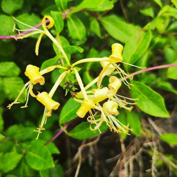 Lonicera periclymenum Õis