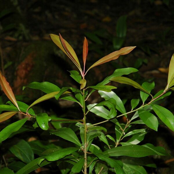 Ardisia elliptica Blatt