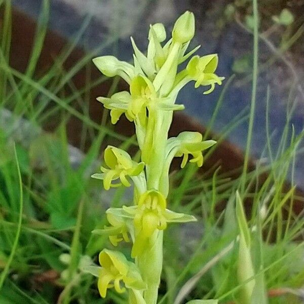 Platanthera aquilonis Cvet