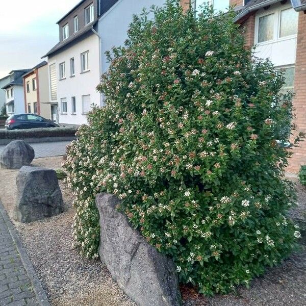 Viburnum tinus आदत